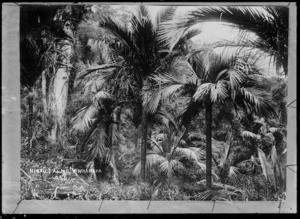 Nikau palms in the Wairarapa