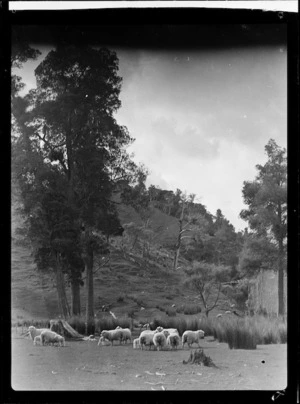 Sheep grazing, Wanganui
