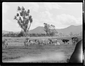 Cows in paddock near Te Puke