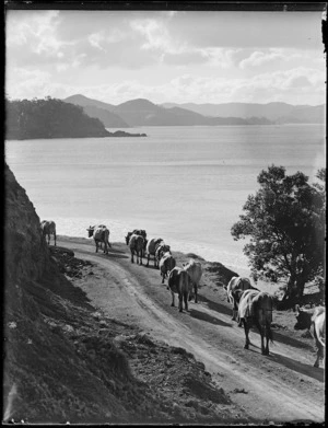 Cows on road, Woolleys Bay