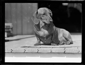 Mrs Donaldson's dachshund at Woolley's Bay