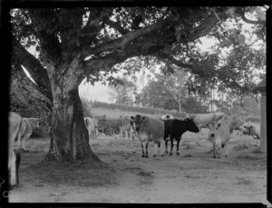 Cows under walnut trees
