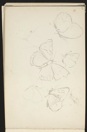 Hill, Mabel, 1872-1956 :[Butterflies. December 1894?]