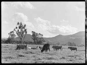 Cows in paddock near Te Puke