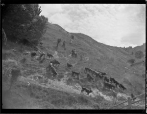 Cows running down hillside, Mangamahu