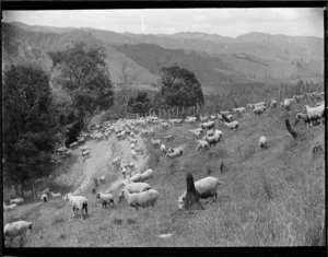 Mustering sheep, Mangamahu