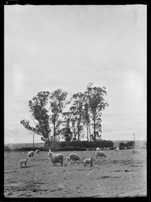 Sheep, lambs and gum trees, Fordell