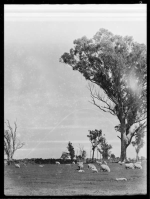 Sheep, lambs and gum trees, Fordell