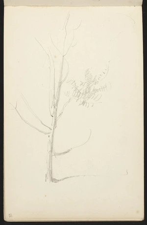 Hill, Mabel 1872-1956 :[Bare tree. 1894?]