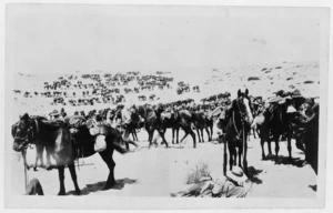 Horses of Ninth (Wellington East Coast) Mounted Rifles, during World War I