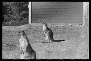 Kangaroos at the Wellington Zoo