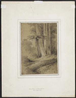 Swainson, William, 1789-1855 :Silver fern and Pukatia trees, Lower Hutt Valley / W.S. [No.] 58. [1840s?]