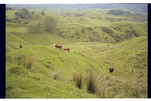 New Zealand (Taihape, Taupo)