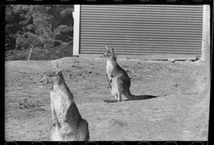 Kangaroos at the Wellington Zoo