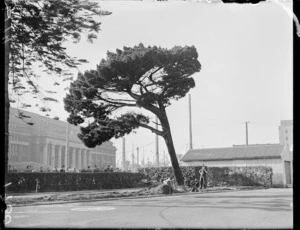 Pine tree at Government Buildings