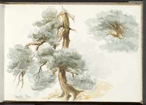 Hill, Mabel 1872-1956 :Scotch fir. [Dunedin? April 1890?]