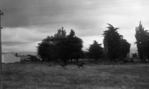 From train, Manawatu