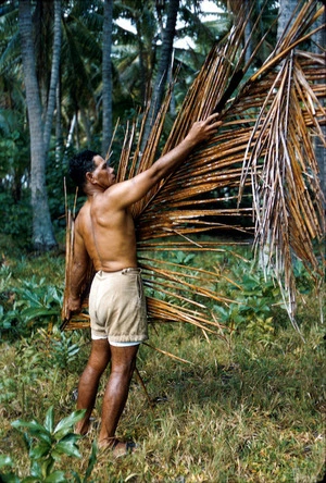 Pou (Bill) Marsters, measuring a coconut frond in readiness for thatching a roof.