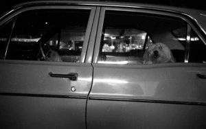 Queen St, Doggies in car, takeaway