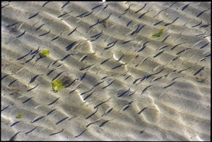 School of sprats in shallow water at Petone Wharf - Photograph taken by Craig Simcox