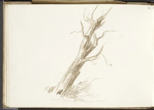 Hill, Mabel 1872-1956 :[Dead tree. April 1890?]