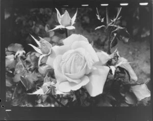 Rose in a garden