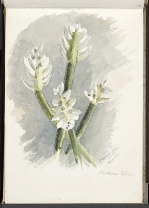 Hill, Mabel 1872-1956 :African Lillies. Kaikarai Valley. 24. 4. [18]90