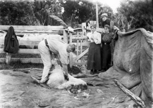Frank Mason shearing a sheep