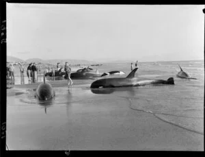 Killer whales stranded at Paraparaumu Beach