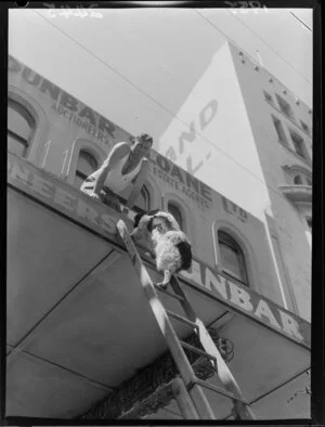 A dog climbing a ladder on to the roof of the Dunbar Sloane Auction House, Wellington