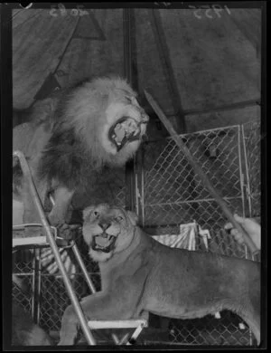 Two circus lions