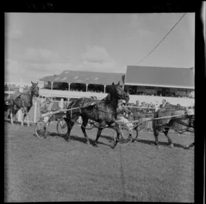 Trotters at Hutt Park Racecourse