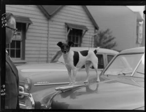 Fox terrier on a car bonnet