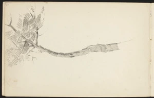 Hill, Mabel 1872-1956 :[Twisted tree. 1894?]