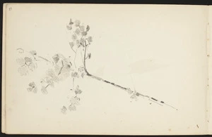 Hill, Mabel 1872-1956 :[Tree or shrub]. 24th March 1894
