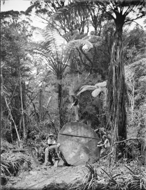 Men chopping a log, Northland Region