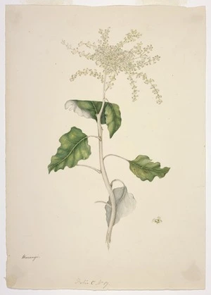 King, Martha 1803?-1897 :Warangi [Rangiora]. Folio C No. 17 [1842]