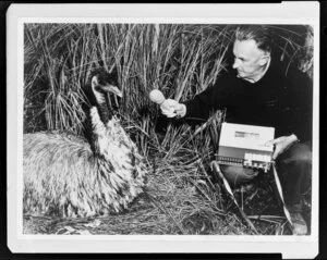 Man tape recording Emu