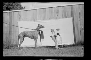 Greyhound dog Jet with trophies