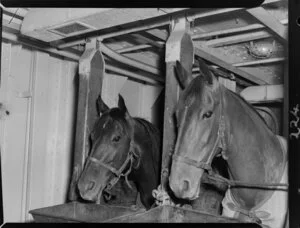 Harness racing pacer horses Caduceus and Our Roger in stables [on boat?] about to depart for Australia