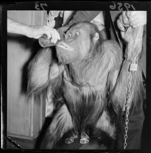 Orangutan from Wirth's Circus