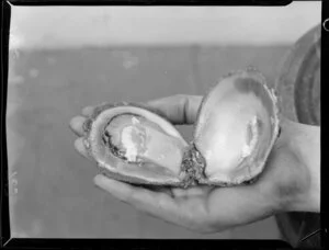 An opened oyster (Ostreidae Bluffii)