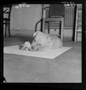 Taffy, the puppy featuring on the 'Kid's page' [of the Evening Post], gnawing on a bone