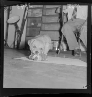 Taffy, the puppy featuring on the 'Kid's page' [of the Evening Post], gnawing on a bone