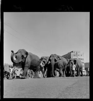 Elephants from Wirth's Circus