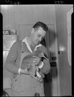 Albert Bennett, zookeeper, Wellington Zoo, with an injured great spotted kiwi