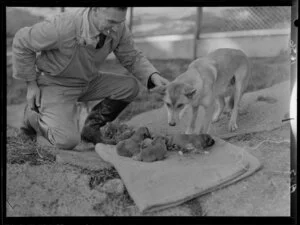 Dingo with pups and keeper at Wellington Zoo