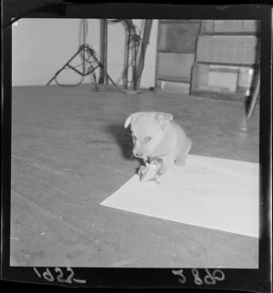 Taffy, the puppy featuring on the 'Kid's page' [of the Evening Post], eating a bone