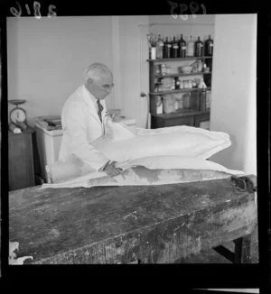 Unidentified man with plaster cast of a dolphin, at the Dominion Museum, Wellington