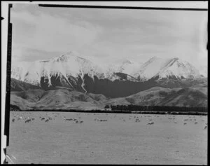 Mountains with sheep grazing on flat pasture in foreground, Arthur's Pass, Tawera